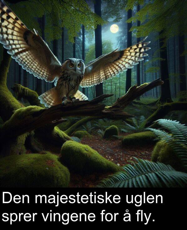 fly: Den majestetiske uglen sprer vingene for å fly.