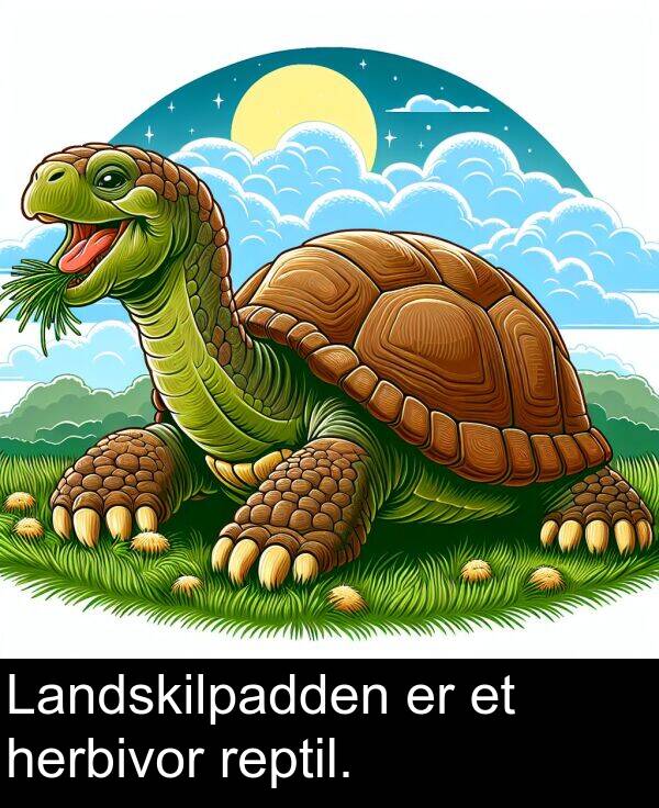reptil: Landskilpadden er et herbivor reptil.