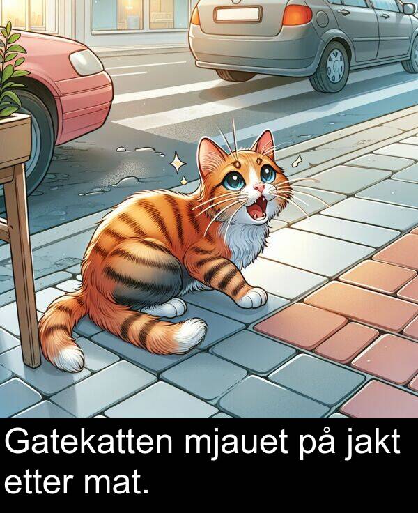 mat: Gatekatten mjauet på jakt etter mat.