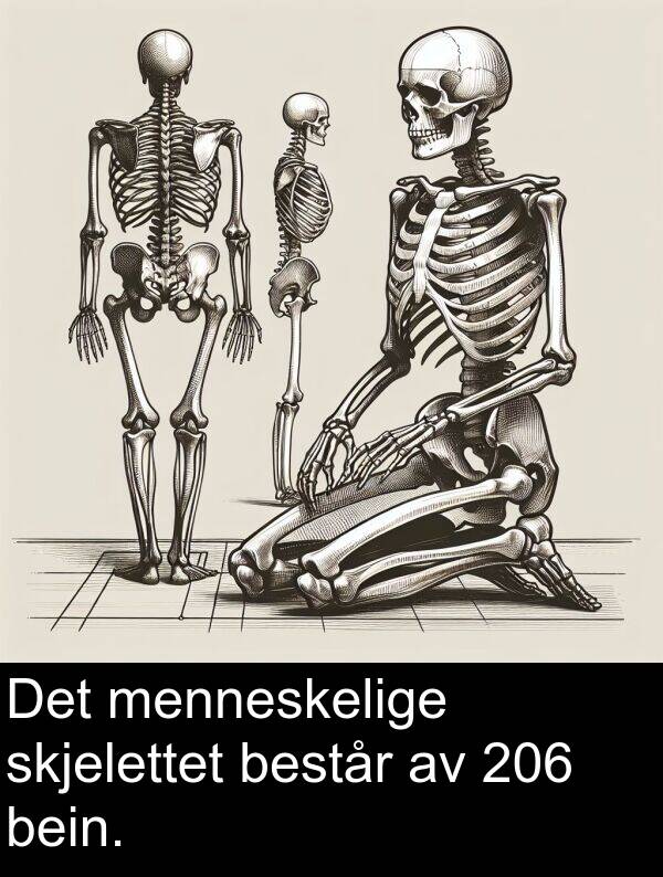 menneskelige: Det menneskelige skjelettet består av 206 bein.