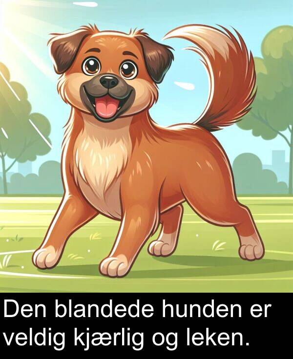 leken: Den blandede hunden er veldig kjærlig og leken.