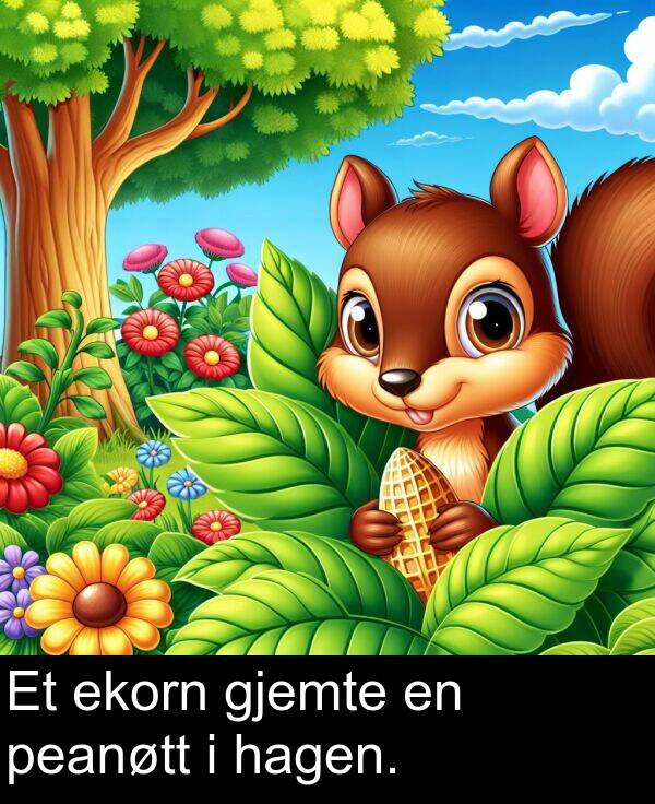peanøtt: Et ekorn gjemte en peanøtt i hagen.
