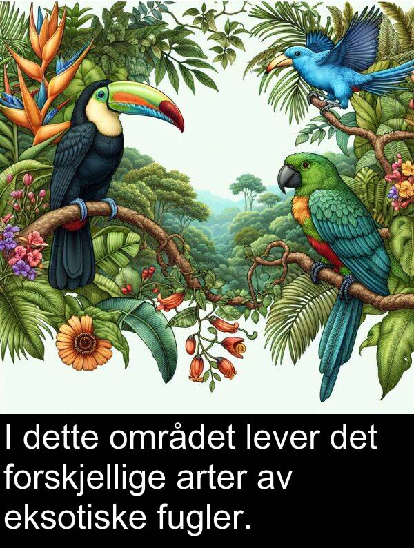 dette: I dette området lever det forskjellige arter av eksotiske fugler.