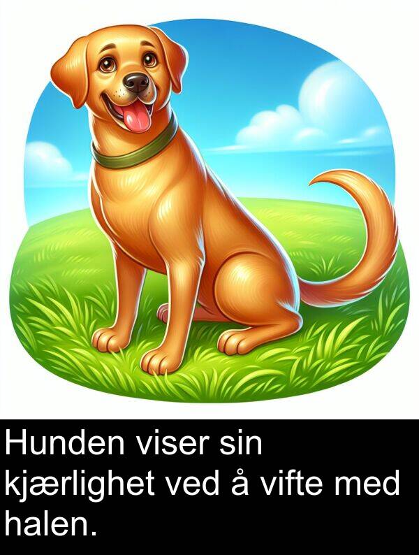 kjærlighet: Hunden viser sin kjærlighet ved å vifte med halen.