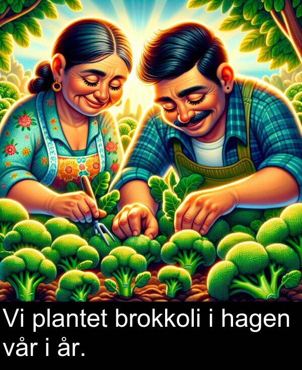 plantet: Vi plantet brokkoli i hagen vår i år.
