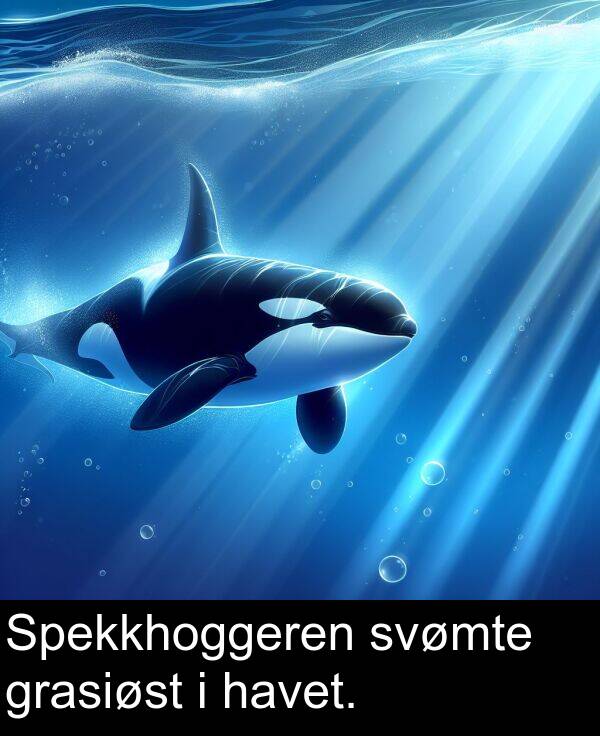 svømte: Spekkhoggeren svømte grasiøst i havet.