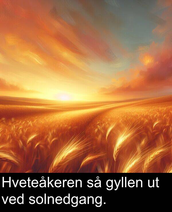 ved: Hveteåkeren så gyllen ut ved solnedgang.