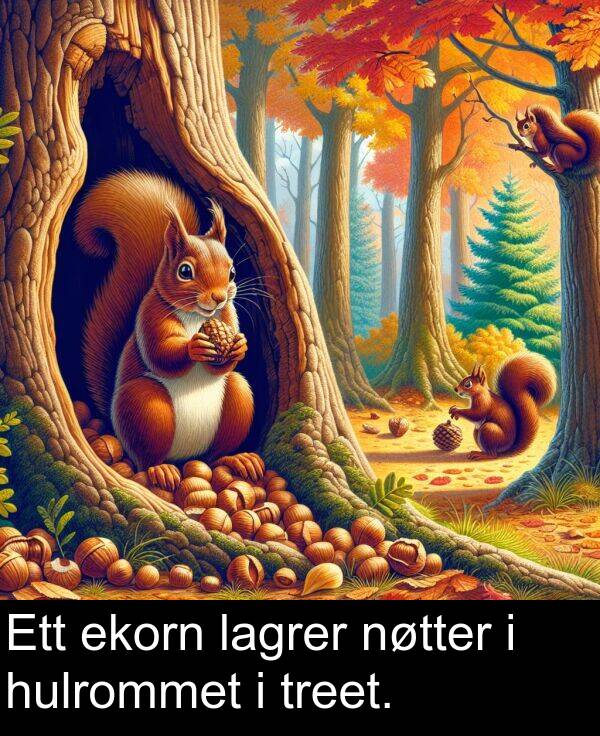 nøtter: Ett ekorn lagrer nøtter i hulrommet i treet.
