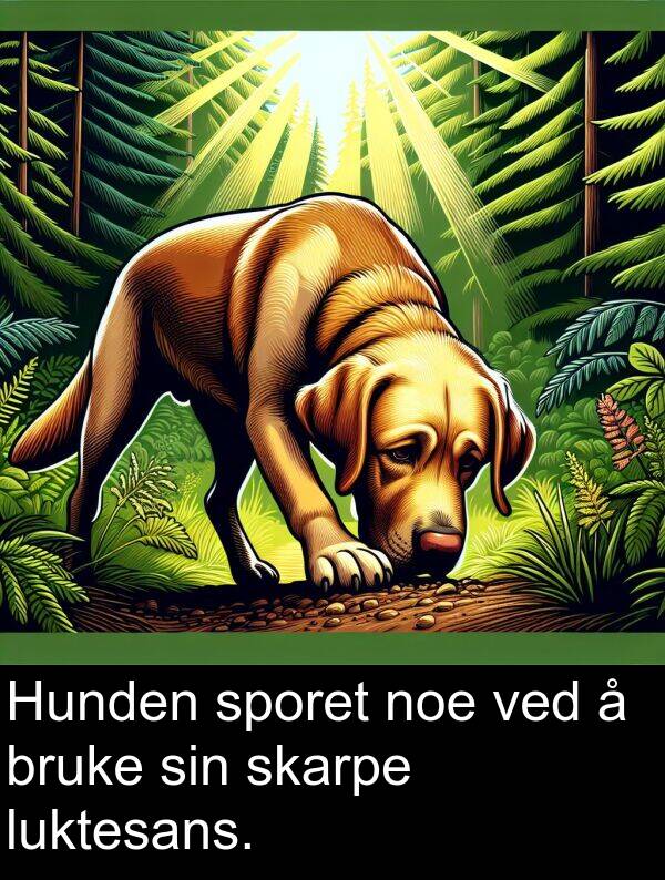 noe: Hunden sporet noe ved å bruke sin skarpe luktesans.