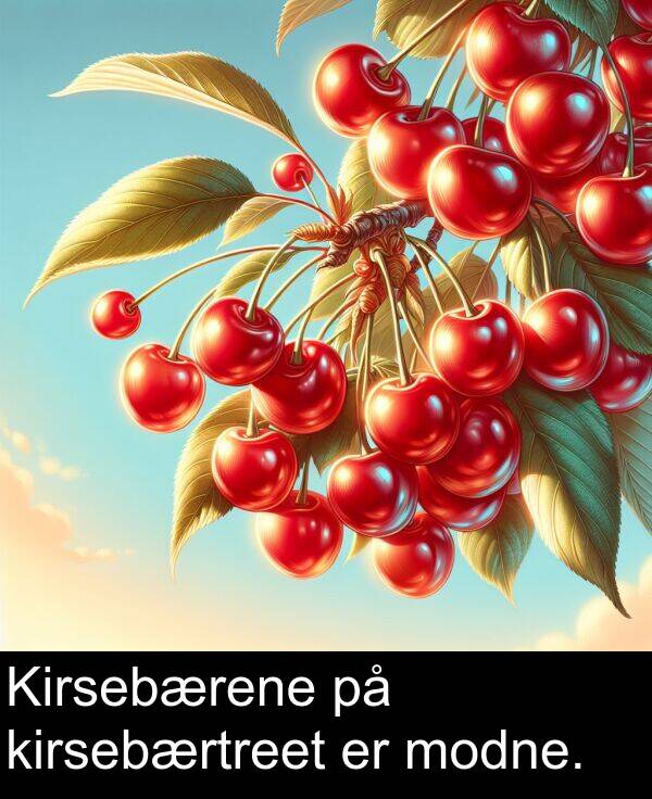 kirsebærtreet: Kirsebærene på kirsebærtreet er modne.