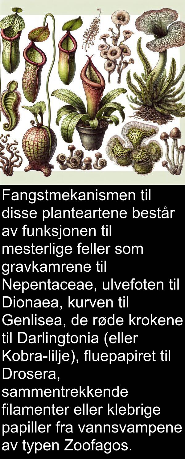 klebrige: Fangstmekanismen til disse planteartene består av funksjonen til mesterlige feller som gravkamrene til Nepentaceae, ulvefoten til Dionaea, kurven til Genlisea, de røde krokene til Darlingtonia (eller Kobra-lilje), fluepapiret til Drosera, sammentrekkende filamenter eller klebrige papiller fra vannsvampene av typen Zoofagos.