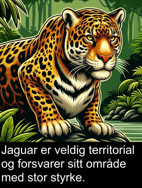 område: Jaguar er veldig territorial og forsvarer sitt område med stor styrke.