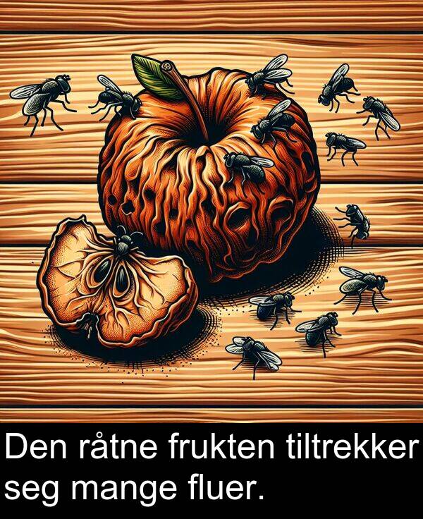 mange: Den råtne frukten tiltrekker seg mange fluer.