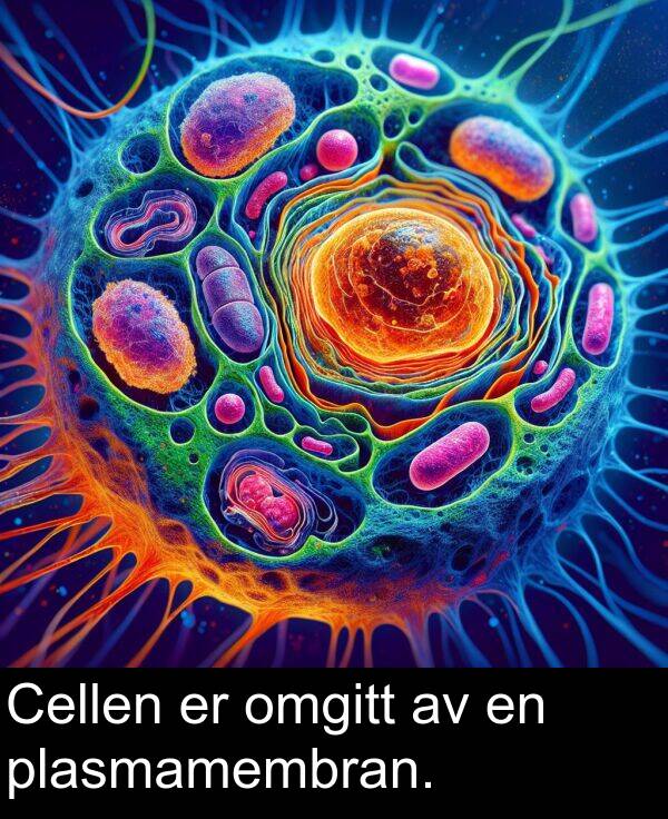 plasmamembran: Cellen er omgitt av en plasmamembran.