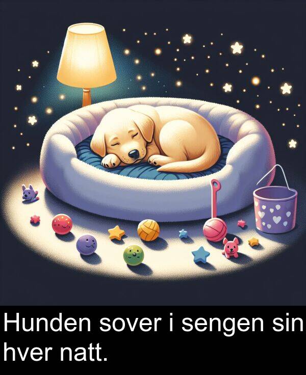 hver: Hunden sover i sengen sin hver natt.