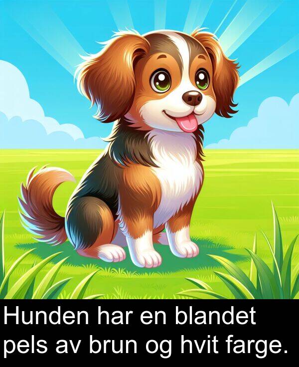 hvit: Hunden har en blandet pels av brun og hvit farge.