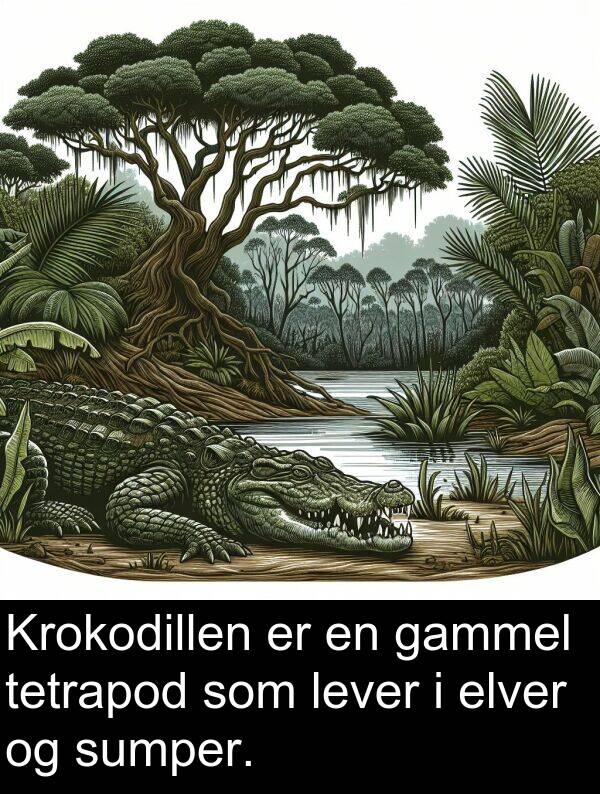 gammel: Krokodillen er en gammel tetrapod som lever i elver og sumper.