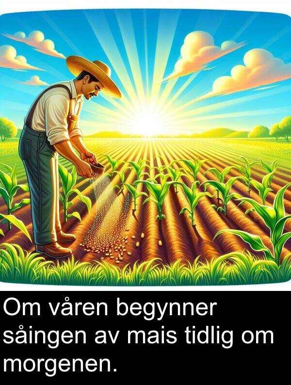 mais: Om våren begynner såingen av mais tidlig om morgenen.