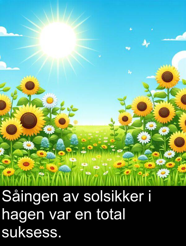 solsikker: Såingen av solsikker i hagen var en total suksess.