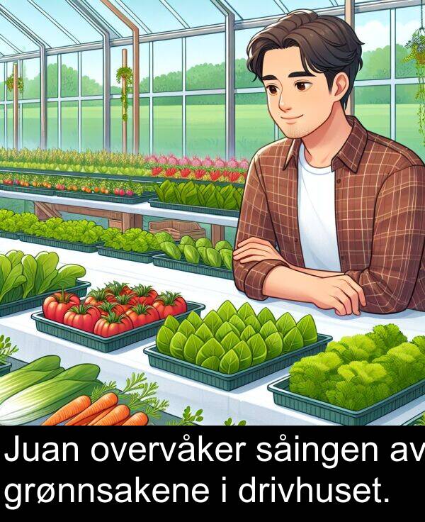 overvåker: Juan overvåker såingen av grønnsakene i drivhuset.