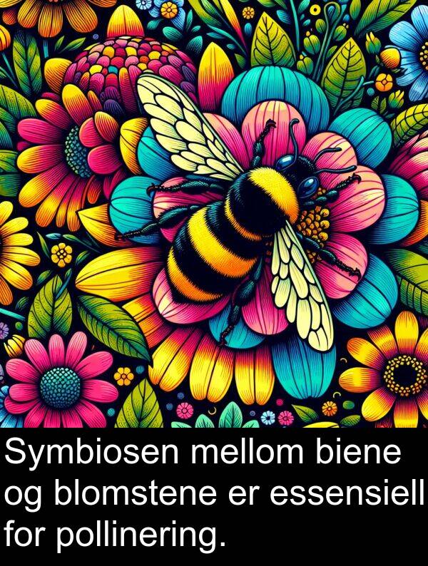 mellom: Symbiosen mellom biene og blomstene er essensiell for pollinering.