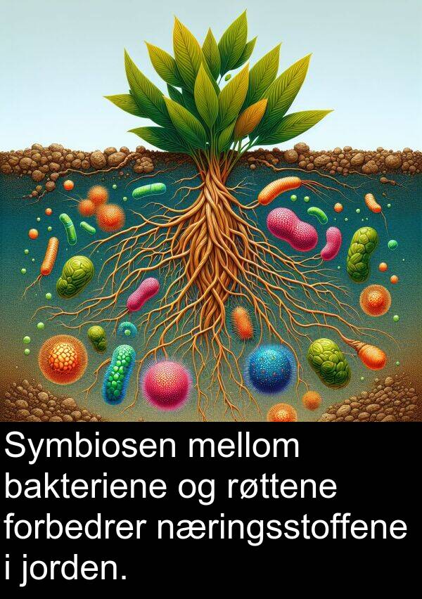 forbedrer: Symbiosen mellom bakteriene og røttene forbedrer næringsstoffene i jorden.