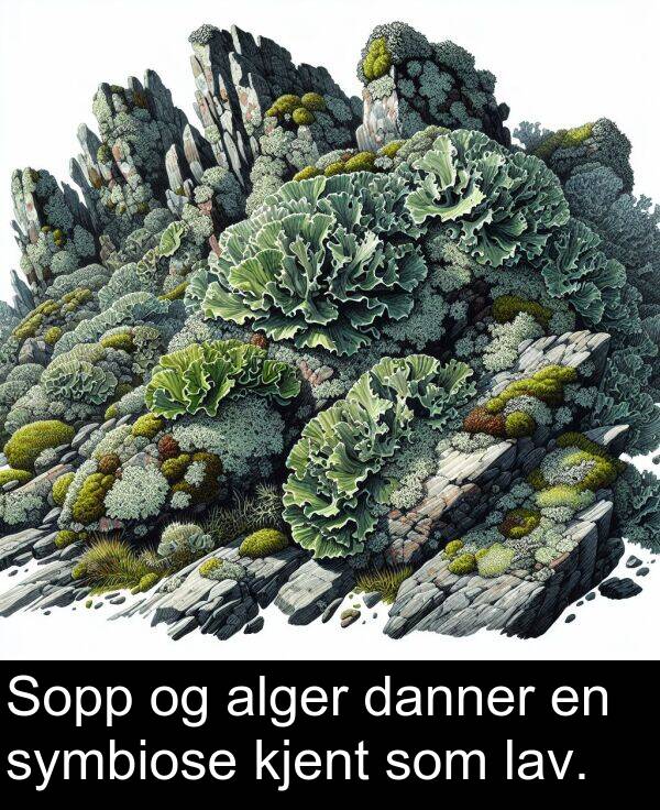 kjent: Sopp og alger danner en symbiose kjent som lav.