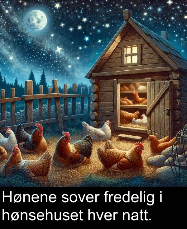 hver: Hønene sover fredelig i hønsehuset hver natt.