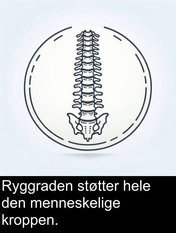 menneskelige: Ryggraden støtter hele den menneskelige kroppen.
