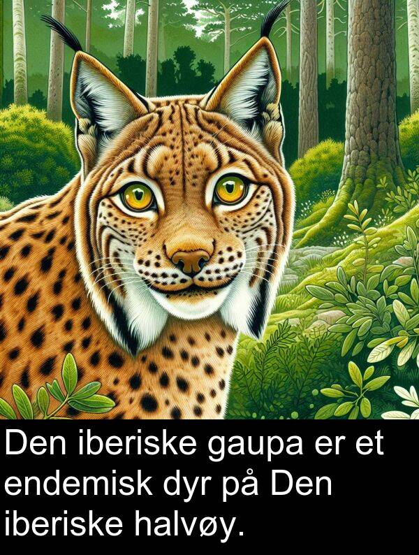 gaupa: Den iberiske gaupa er et endemisk dyr på Den iberiske halvøy.