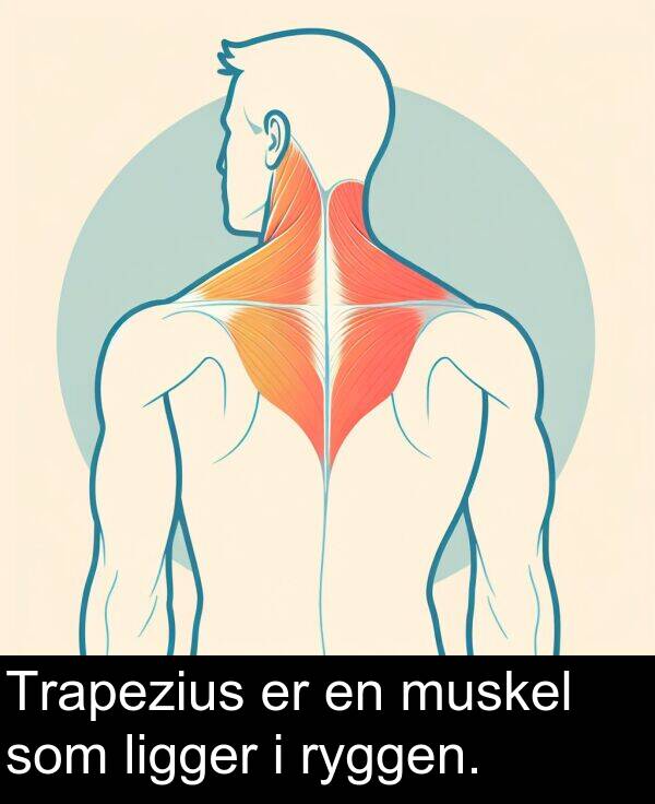 muskel: Trapezius er en muskel som ligger i ryggen.