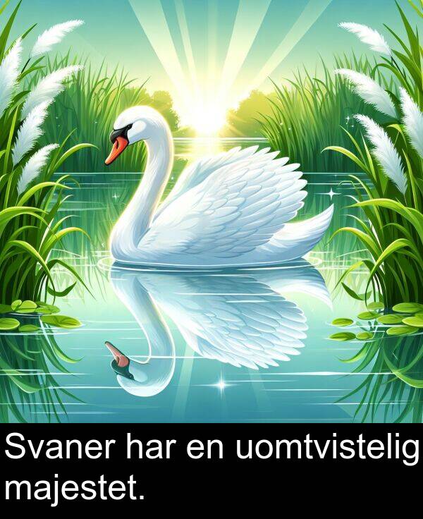 har: Svaner har en uomtvistelig majestet.