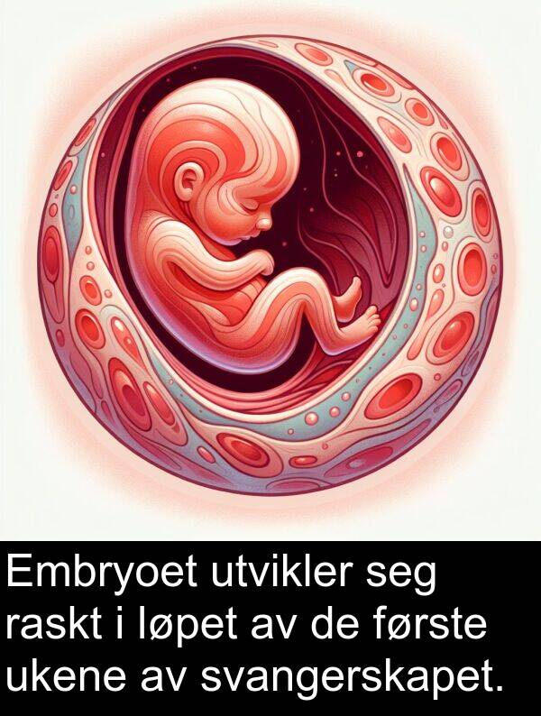 utvikler: Embryoet utvikler seg raskt i løpet av de første ukene av svangerskapet.