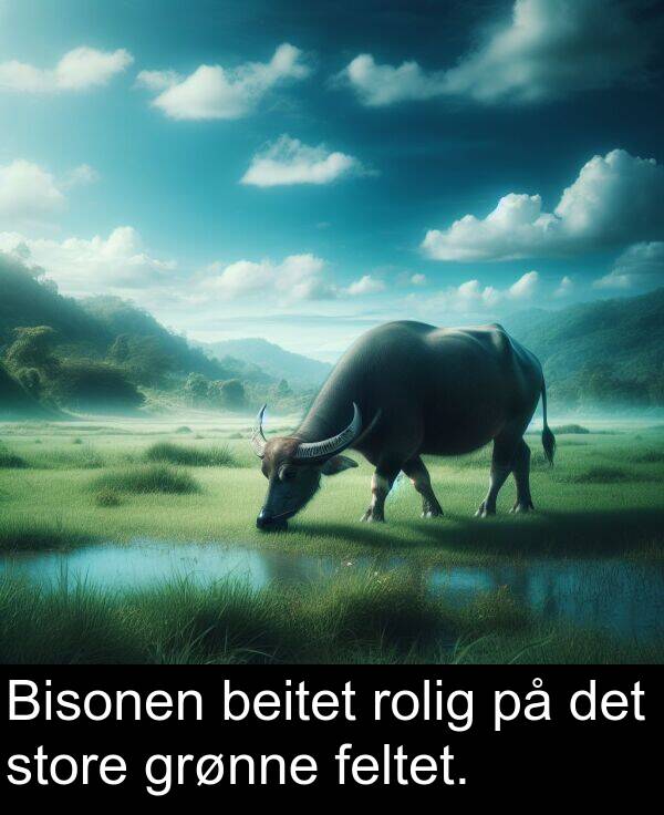 det: Bisonen beitet rolig på det store grønne feltet.
