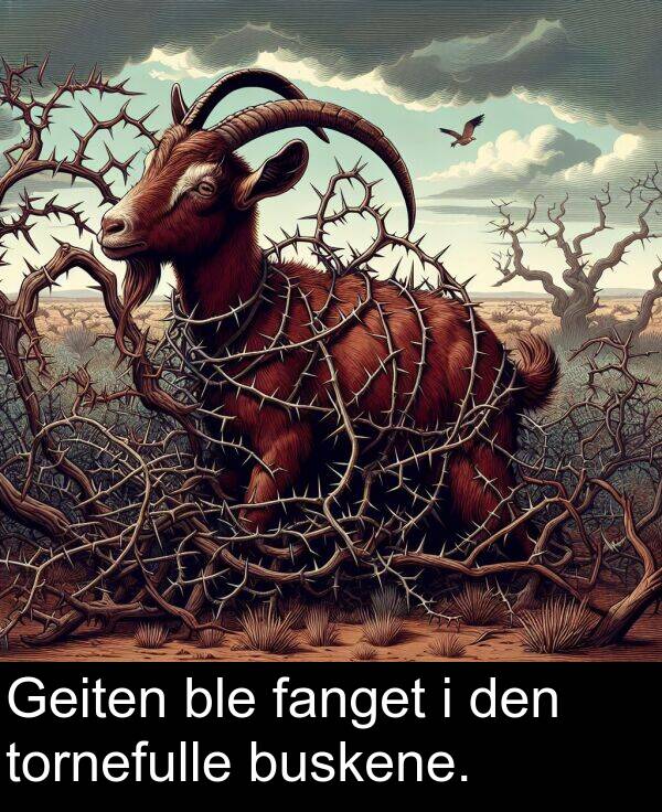 fanget: Geiten ble fanget i den tornefulle buskene.
