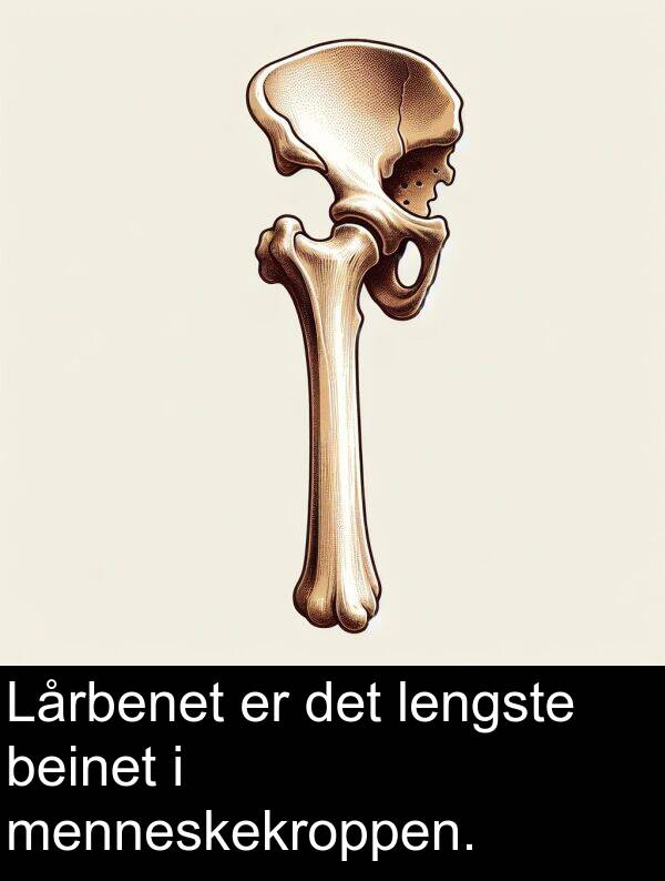 beinet: Lårbenet er det lengste beinet i menneskekroppen.