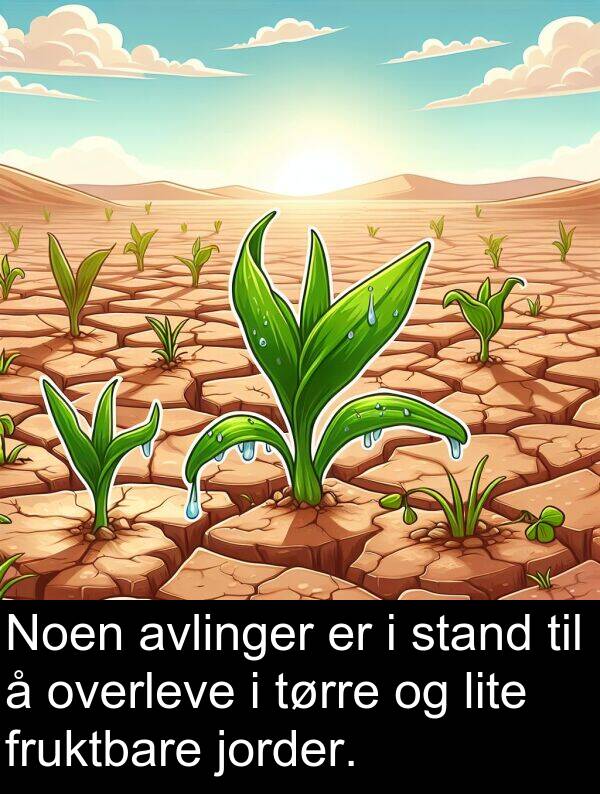 overleve: Noen avlinger er i stand til å overleve i tørre og lite fruktbare jorder.