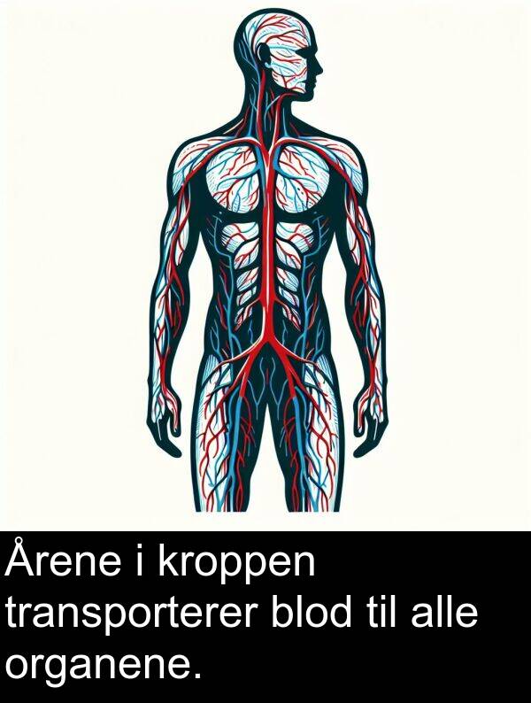 blod: Årene i kroppen transporterer blod til alle organene.