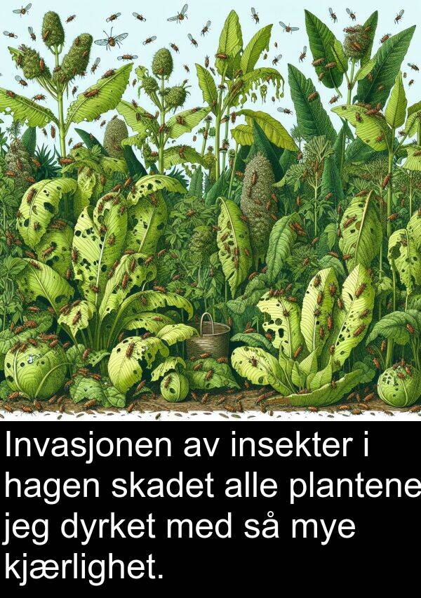 plantene: Invasjonen av insekter i hagen skadet alle plantene jeg dyrket med så mye kjærlighet.
