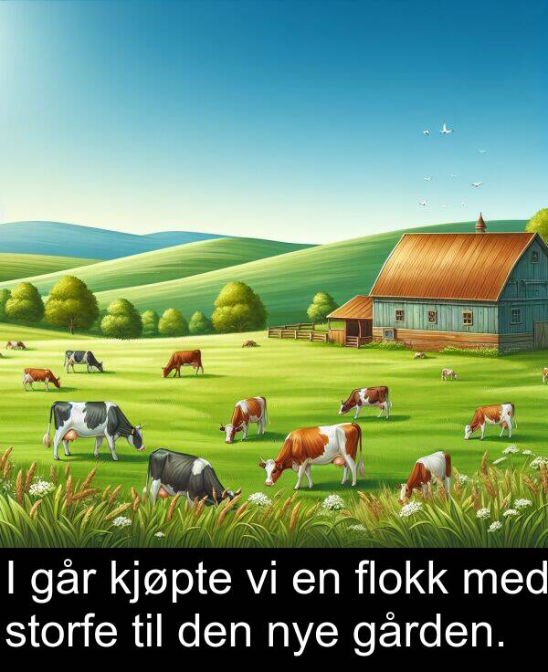 flokk: I går kjøpte vi en flokk med storfe til den nye gården.