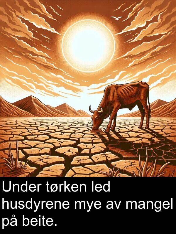 beite: Under tørken led husdyrene mye av mangel på beite.