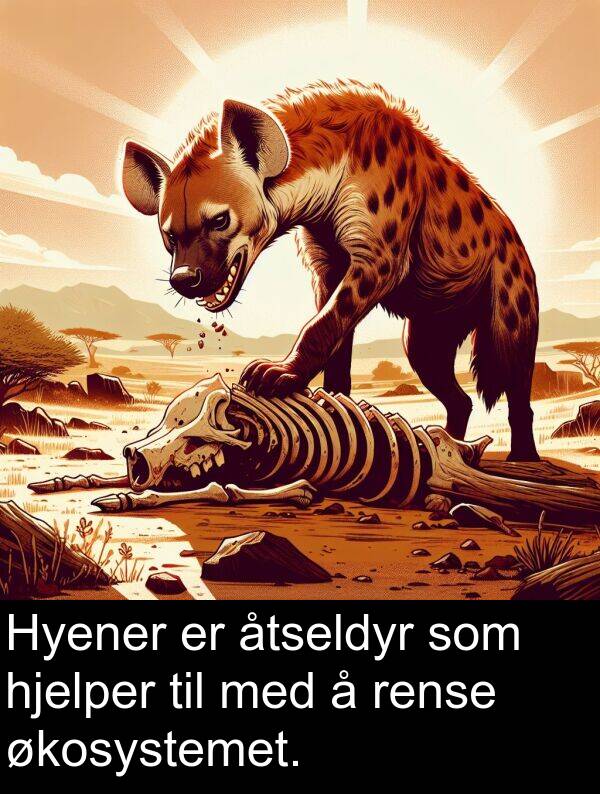 økosystemet: Hyener er åtseldyr som hjelper til med å rense økosystemet.