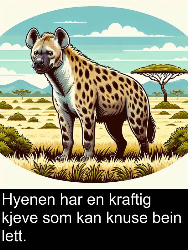 bein: Hyenen har en kraftig kjeve som kan knuse bein lett.