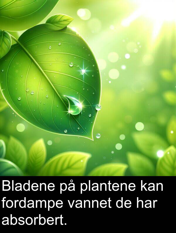 plantene: Bladene på plantene kan fordampe vannet de har absorbert.