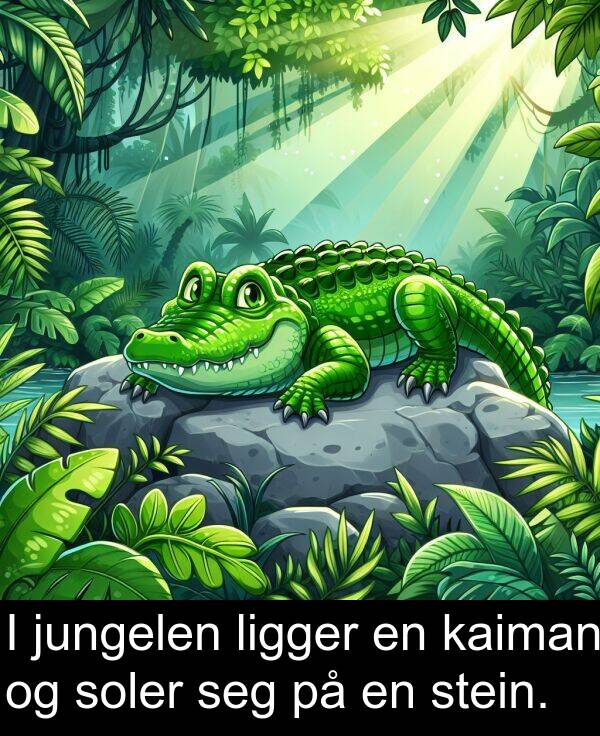 kaiman: I jungelen ligger en kaiman og soler seg på en stein.