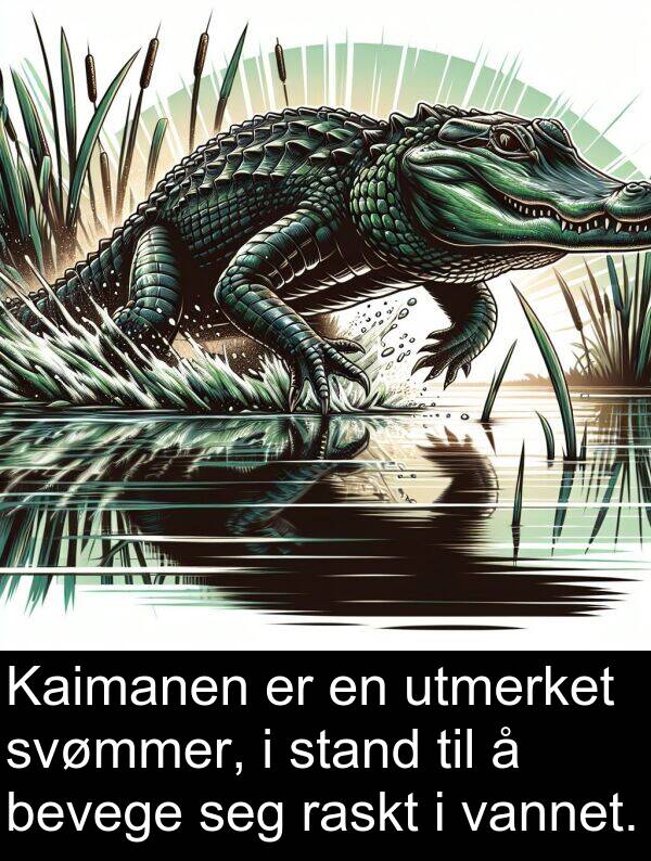 raskt: Kaimanen er en utmerket svømmer, i stand til å bevege seg raskt i vannet.