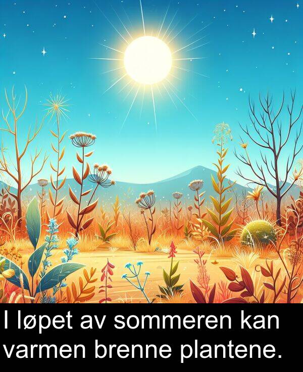 plantene: I løpet av sommeren kan varmen brenne plantene.