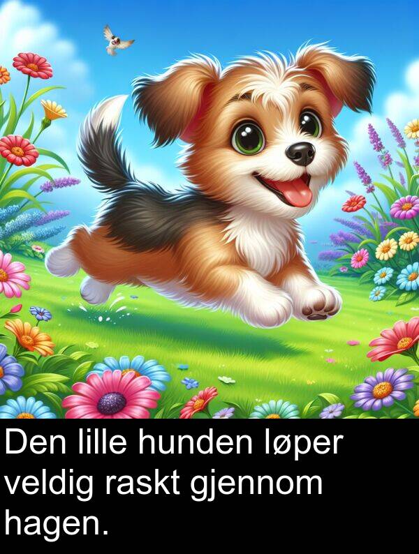 raskt: Den lille hunden løper veldig raskt gjennom hagen.