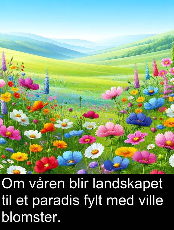 paradis: Om våren blir landskapet til et paradis fylt med ville blomster.