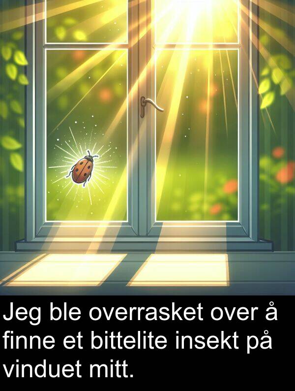 overrasket: Jeg ble overrasket over å finne et bittelite insekt på vinduet mitt.